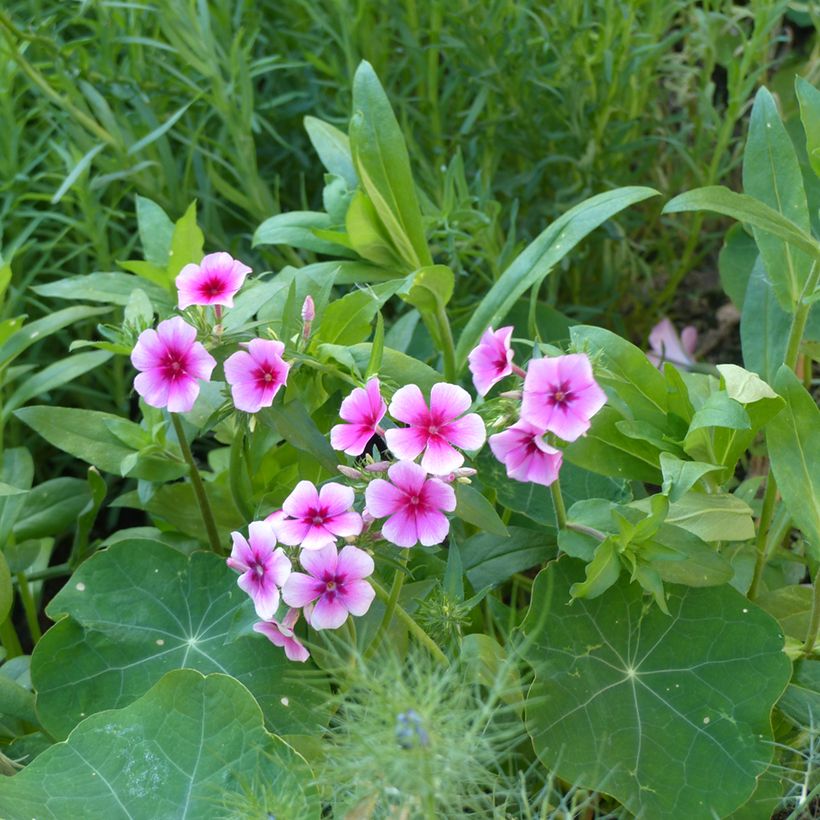 Phlox drummondii Brilliant (semillas) (Porte)