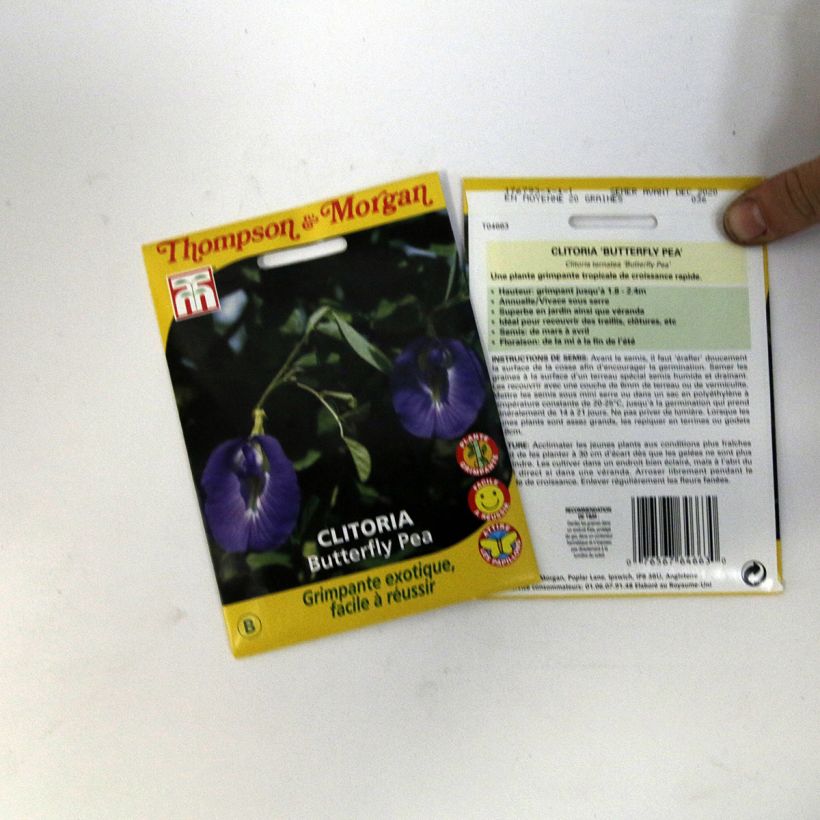 Ejemplo de ejemplar de Clitoria ternatea - Conchita azul saco de 20 semillas (1,2g) tal y como se entrega