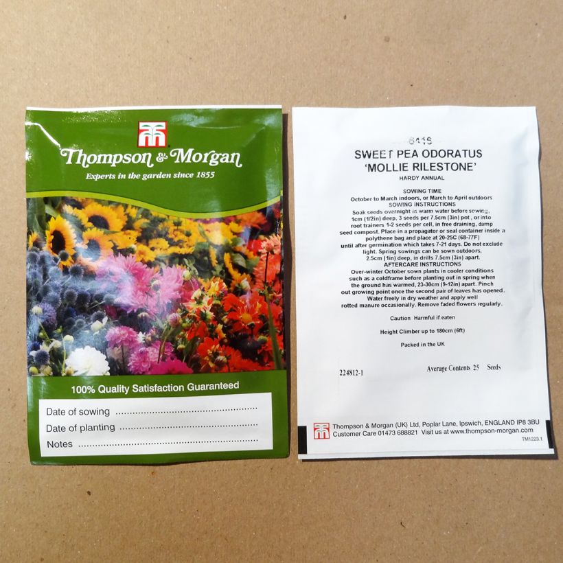 Ejemplo de ejemplar de Guisante de olor Mollie Rilstone - Lathyrus odoratus saco de 25 semillas tal y como se entrega