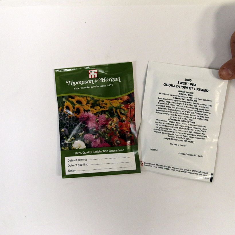 Ejemplo de ejemplar de Guisante de olor Sweet Dreams - Lathyrus odoratus saco de 60 semillas tal y como se entrega