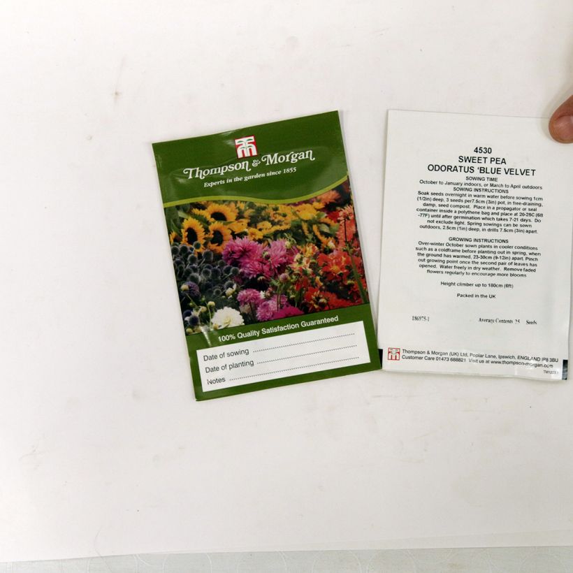 Ejemplo de ejemplar de Guisante de olor Blue Velvet - Lathyrus odoratus saco de 30 semillas (3g) tal y como se entrega