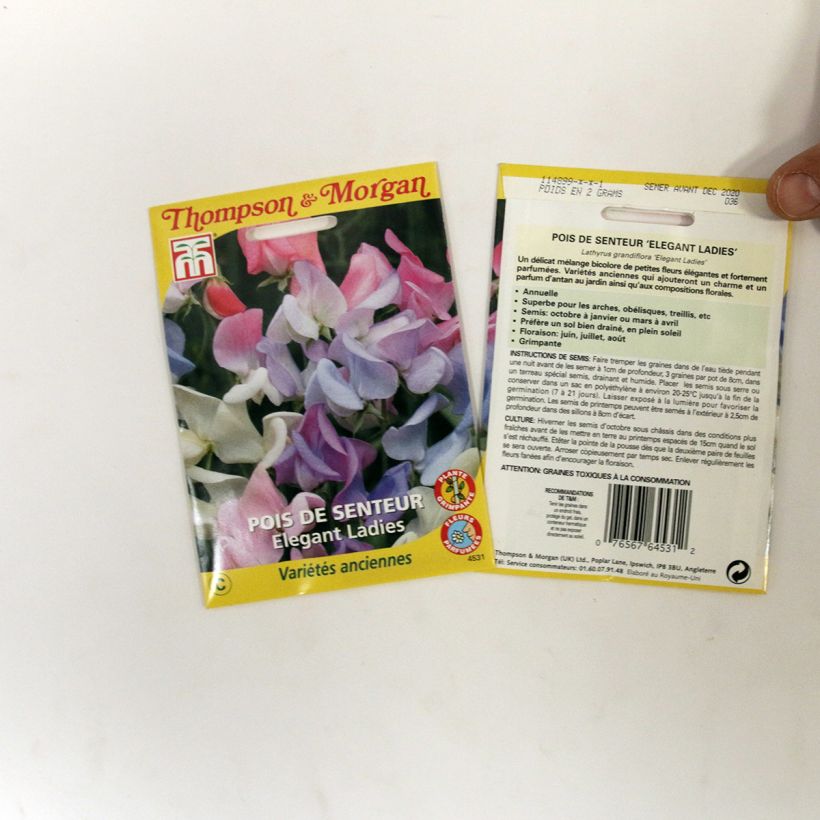 Ejemplo de ejemplar de Guisante de olor Elegant Ladies - Lathyrus odoratus saco de 25 semillas tal y como se entrega