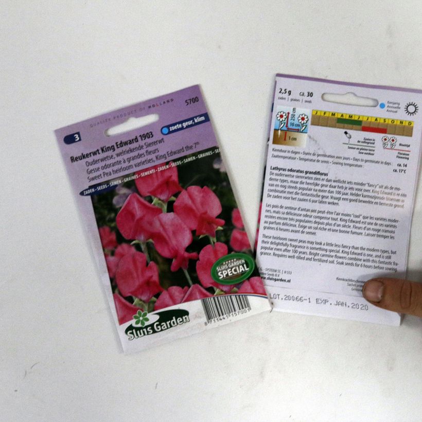 Ejemplo de ejemplar de Guisante de olor King Edward VII - Lathyrus odoratus saco de 30 semillas tal y como se entrega