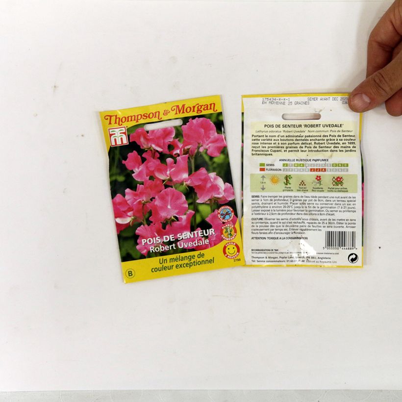 Ejemplo de ejemplar de Guisante de olor Robert Uvedale - Lathyrus odoratus saco de 25 semillas tal y como se entrega