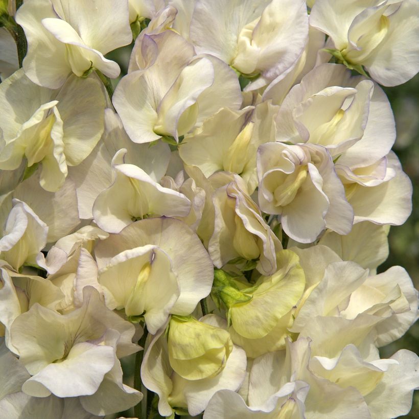 Guisante de olor Spencer Old Times - Lathyrus odoratus (Floración)