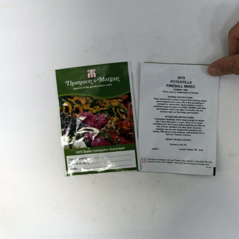 Ejemplo de ejemplar de Potentilla atrosanguinea Fireball Mixed saco de 100 semillas tal y como se entrega