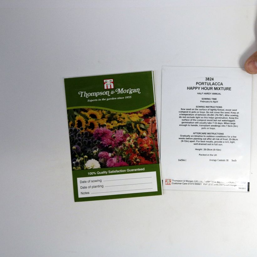 Ejemplo de ejemplar de Portulaca grandiflora Happy Hour Mixture saco de 80 semillas tal y como se entrega