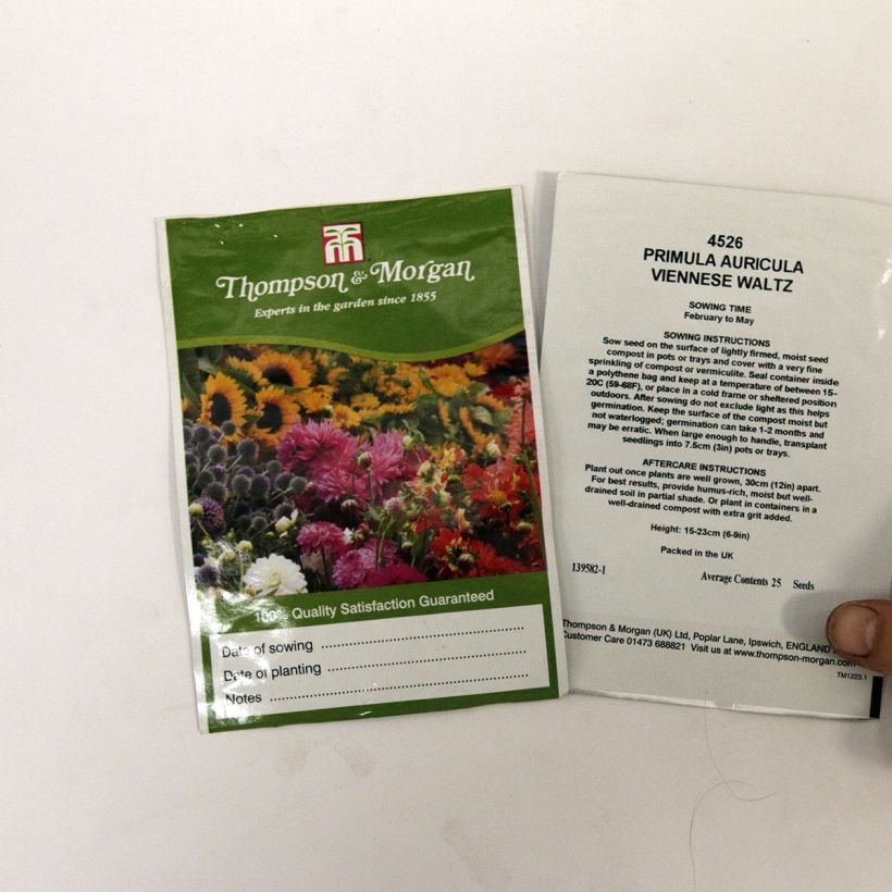 Ejemplo de ejemplar de Primula auricula Viennese Waltz - Oreja de oso saco de 25 semillas tal y como se entrega