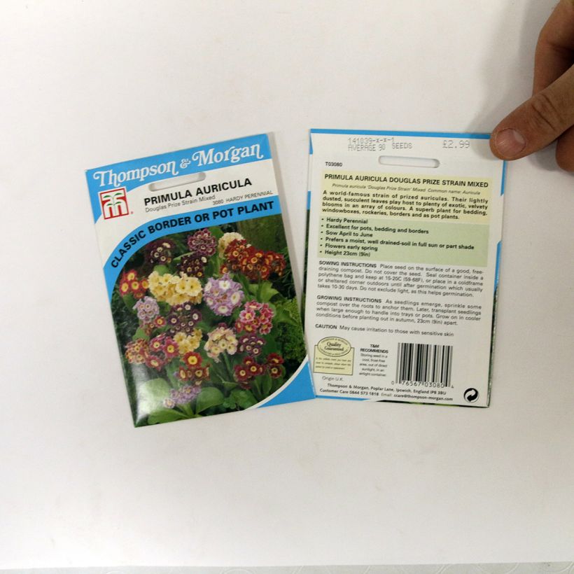 Ejemplo de ejemplar de Primula auricula Douglas Prize Mix - Oreja de oso saco de 250 semillas (0,1g) tal y como se entrega
