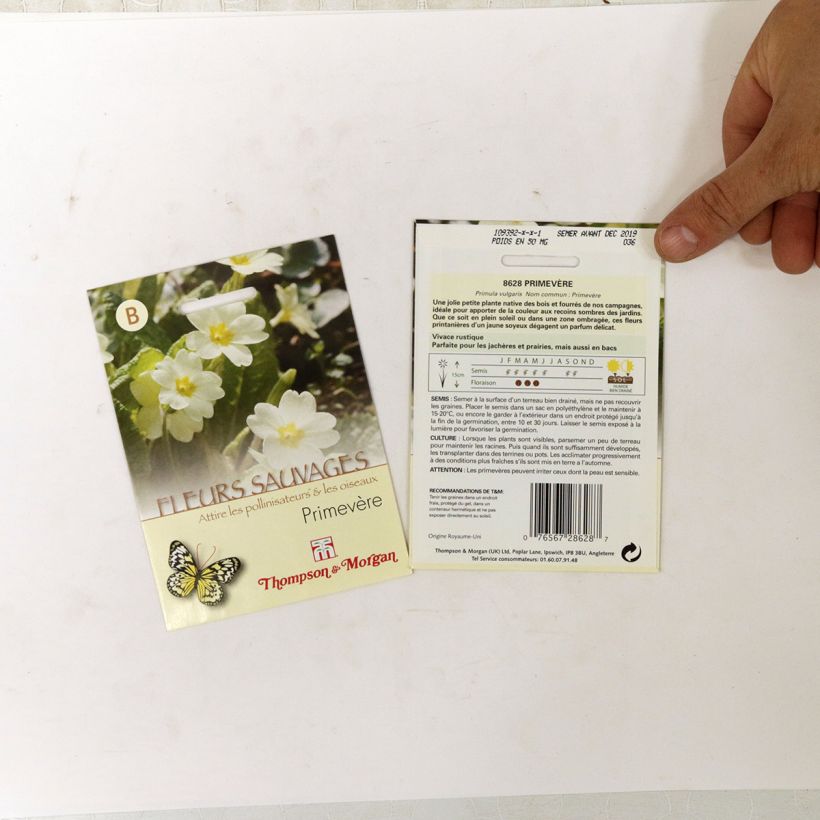 Ejemplo de ejemplar de Primula vulgaris (semillas) saco de 50 semillas tal y como se entrega