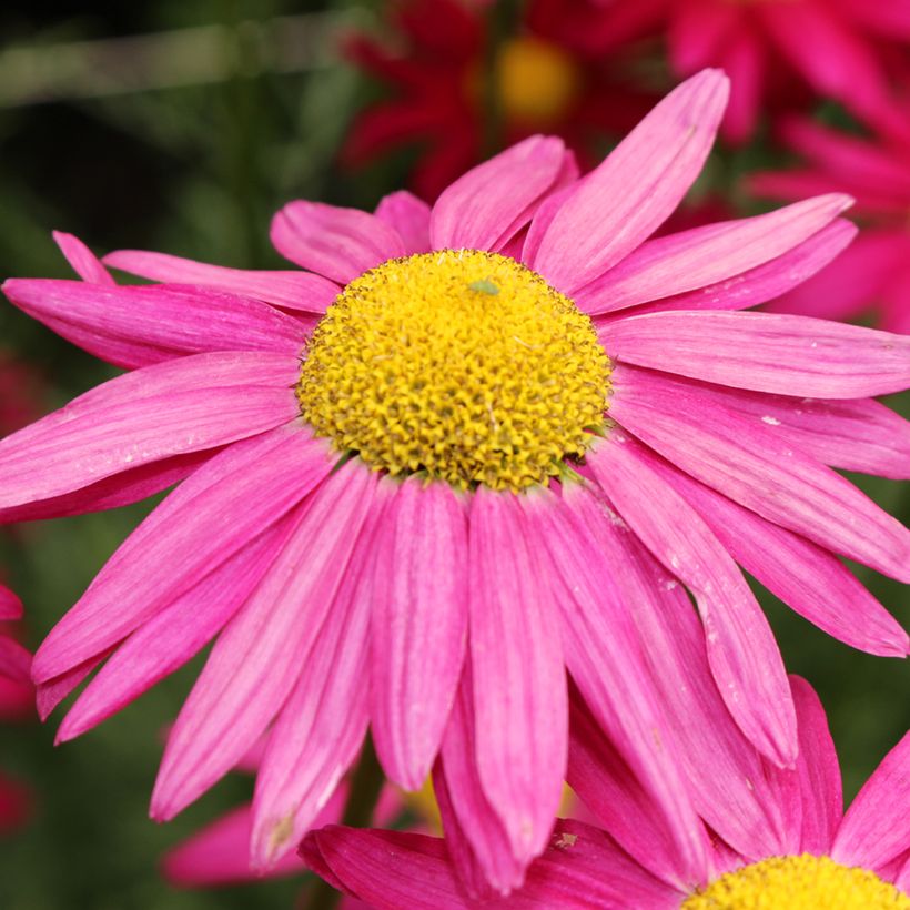 Chrysanthemum coccineum Robinson's Giants Mix - Crisantemo (Floración)