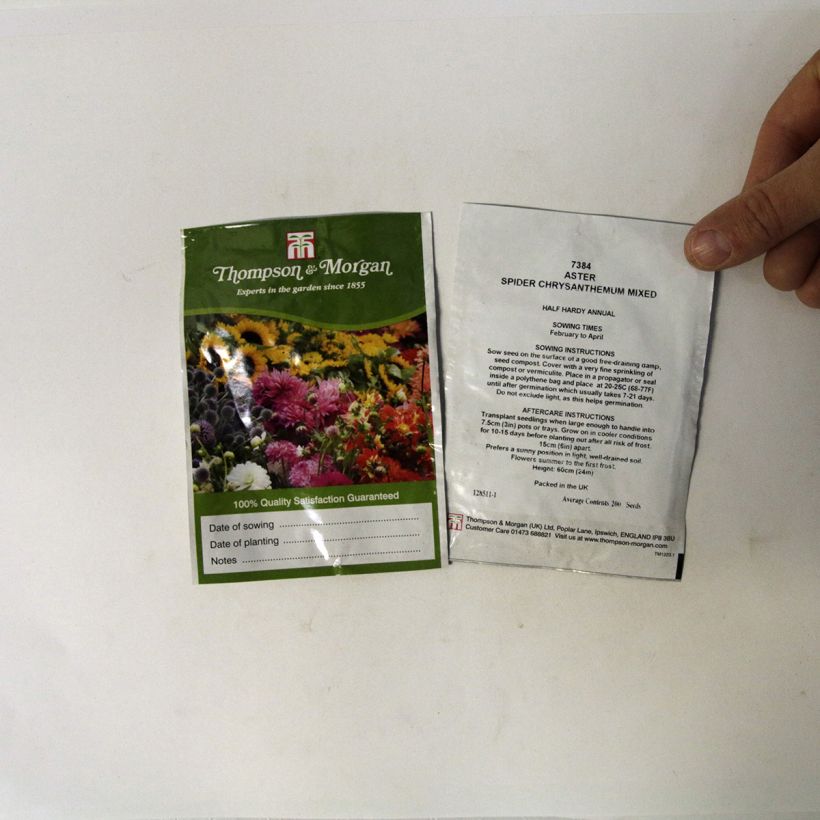 Ejemplo de ejemplar de Reina Margarita Spider Chrysanthemum - Callistephus saco de 200 semillas tal y como se entrega