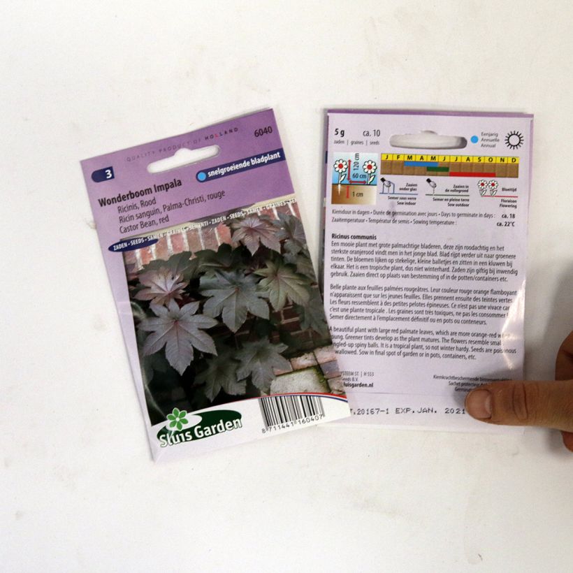 Ejemplo de ejemplar de Ricinus communis Palma-Christi - Ricino saco de 10 semillas tal y como se entrega