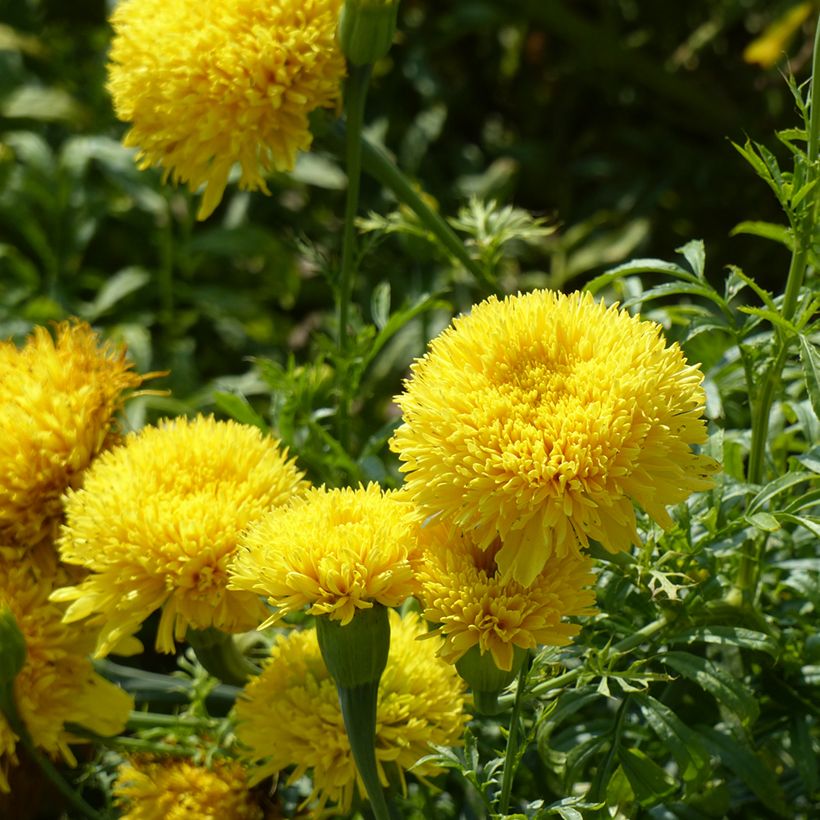 Tagetes erecta Fantastic Yellow (semillas) (Floración)