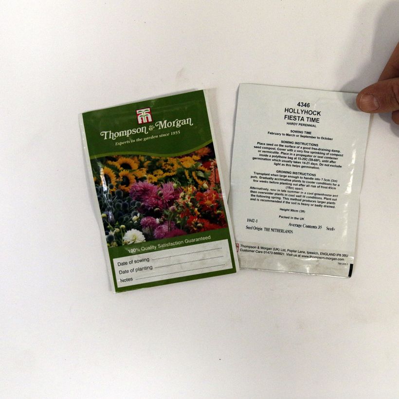 Ejemplo de ejemplar de Alcea rosea Fiesta Time (semillas) - Malva real saco de 35 semillas tal y como se entrega