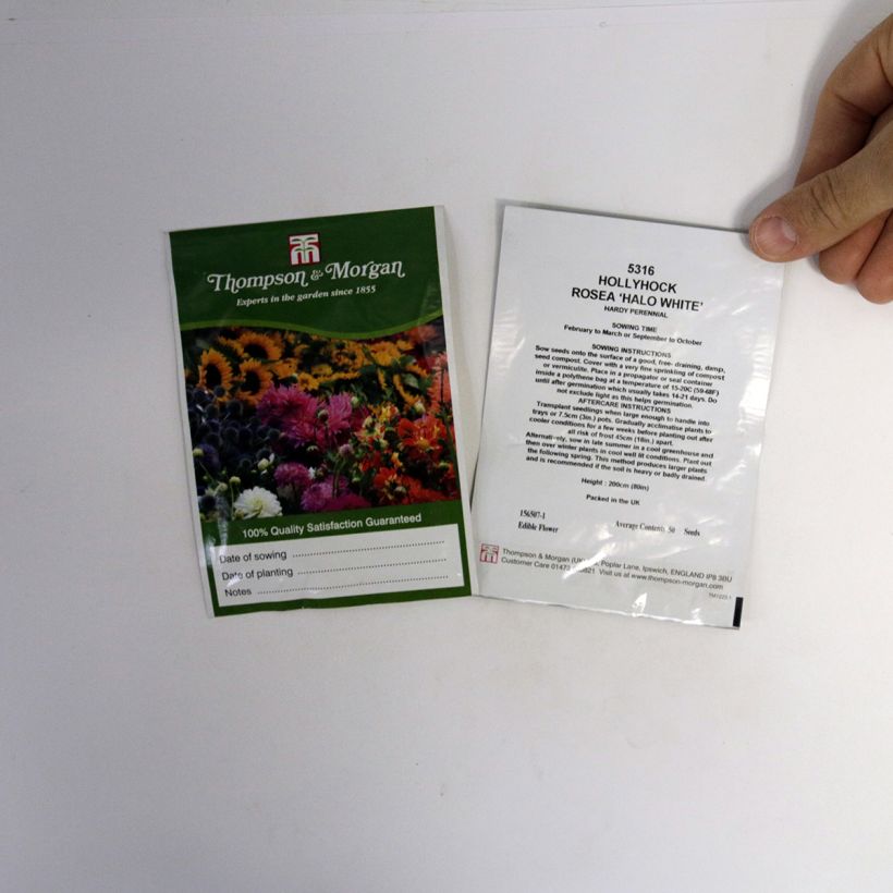 Ejemplo de ejemplar de Alcea rosea Halo White - Malva real saco de 25 semillas tal y como se entrega