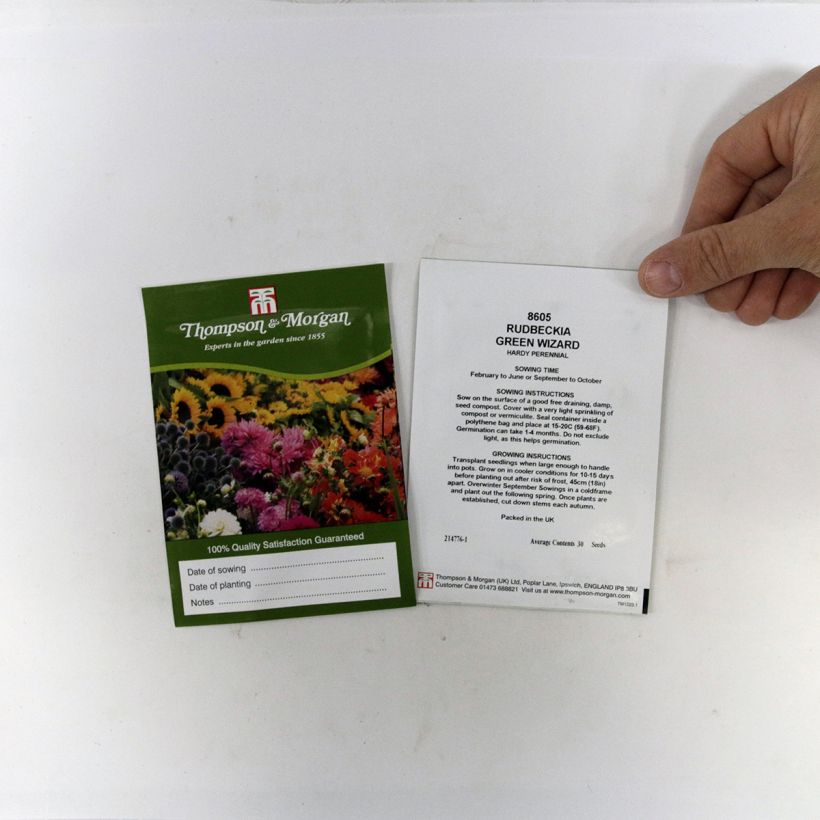Ejemplo de ejemplar de Rudbeckia occidentalis Green Wizard (semillas) saco de 50 semillas tal y como se entrega