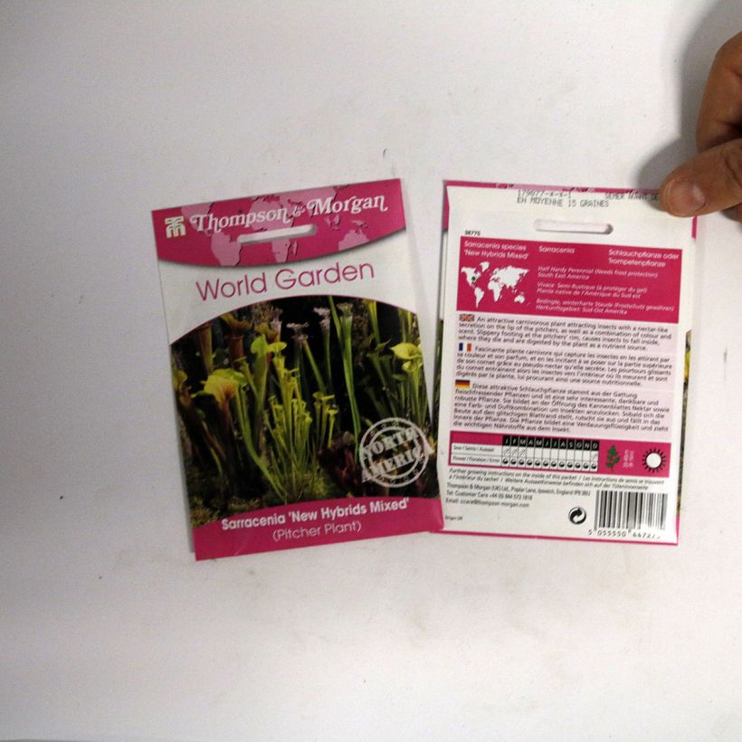 Ejemplo de ejemplar de Sarracenia New Hybrids - Sarracena saco de 15 semillas tal y como se entrega