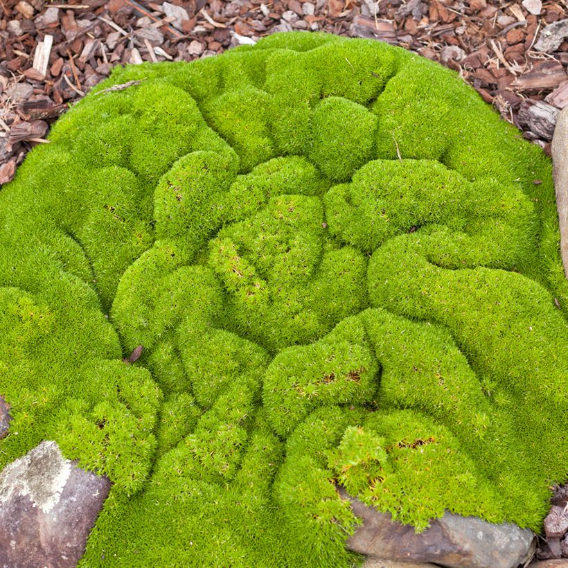 Scleranthus biflorus (Porte)