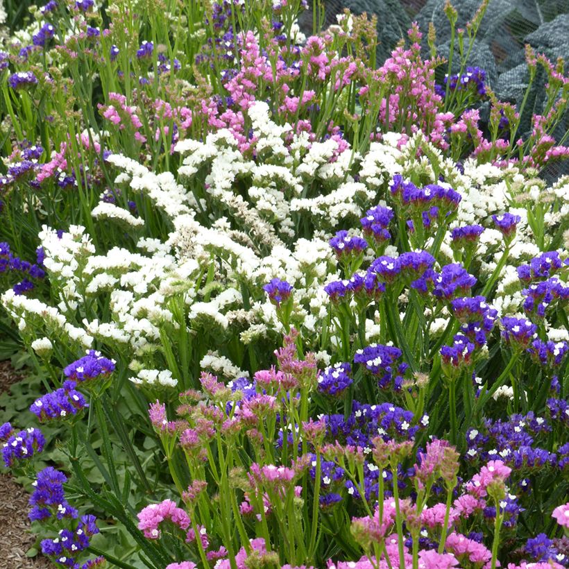 Limonium sinuatum Forever Art Shades (Semillas) - Siempreviva azul (Porte)