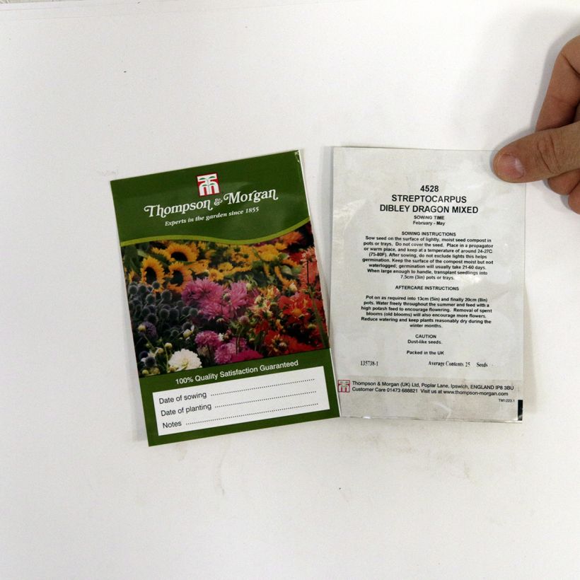 Ejemplo de ejemplar de Streptocarpus hybridus Dibleys Dragon Mixed saco de 20 semillas tal y como se entrega
