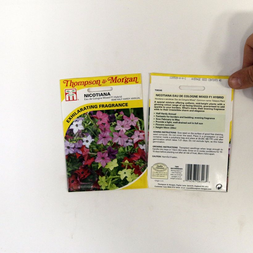 Ejemplo de ejemplar de Tabaco en Flor Eau De Cologne saco de 40 semillas tal y como se entrega