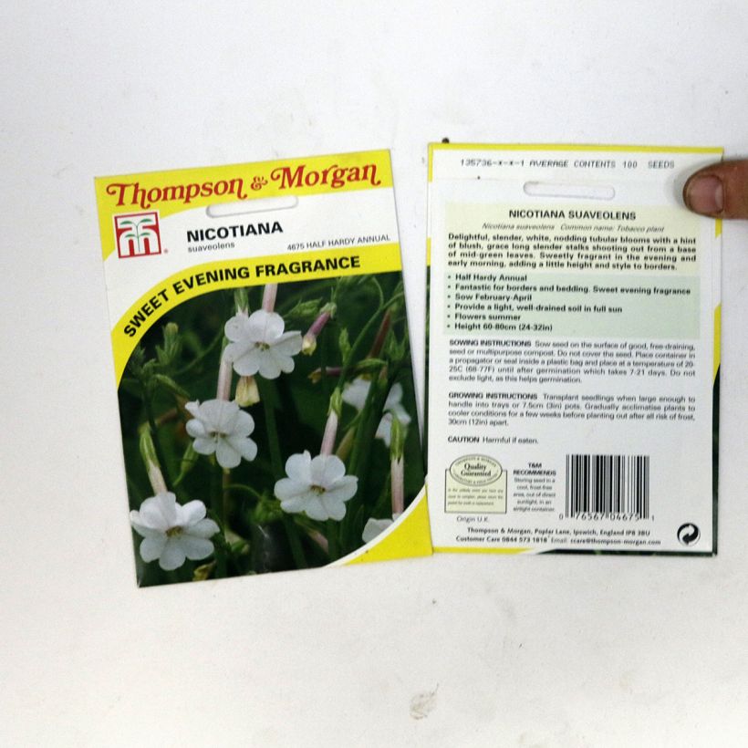Ejemplo de ejemplar de Tabaco en Flor suaveolens saco de 100 semillas tal y como se entrega
