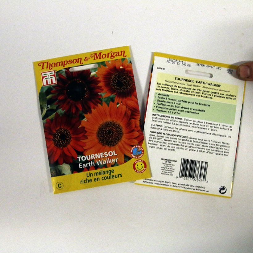 Ejemplo de ejemplar de Girasol Earth Walker saco de 0.95 gramos de semillas tal y como se entrega