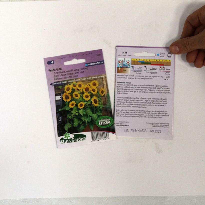Ejemplo de ejemplar de Girasol Prado Gold saco de 18 semillas tal y como se entrega