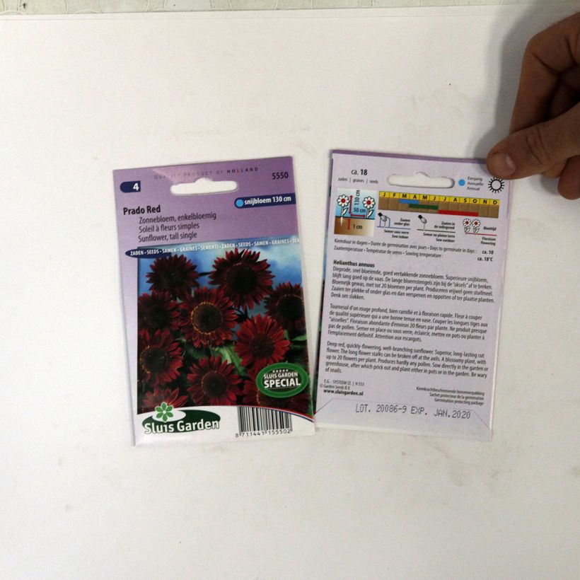 Ejemplo de ejemplar de Girasol Prado Red saco de 18 semillas tal y como se entrega