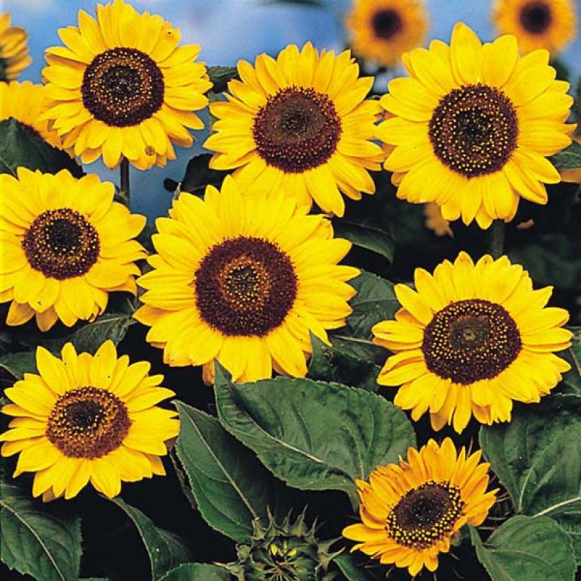 Girasol Prado Yellow (Floración)
