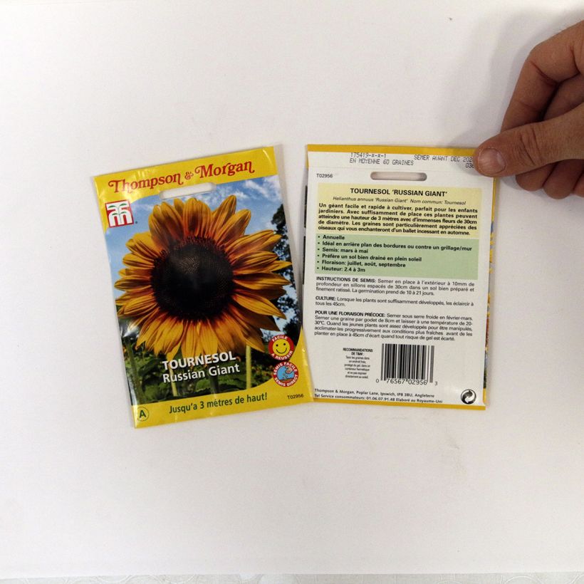 Ejemplo de ejemplar de Girasol Russian Giant saco de 60 semillas tal y como se entrega