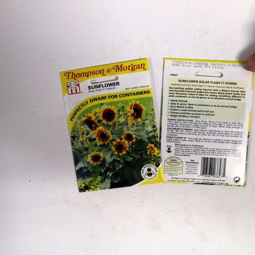 Ejemplo de ejemplar de Girasol F1 Solar Flash saco de 12 semillas tal y como se entrega