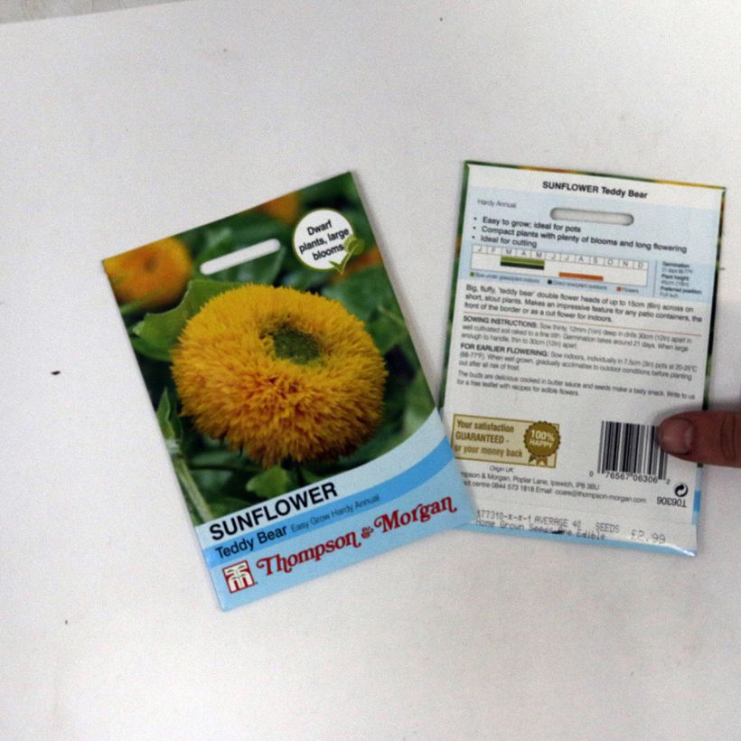 Ejemplo de ejemplar de Girasol Teddy Bear saco de 40 semillas tal y como se entrega