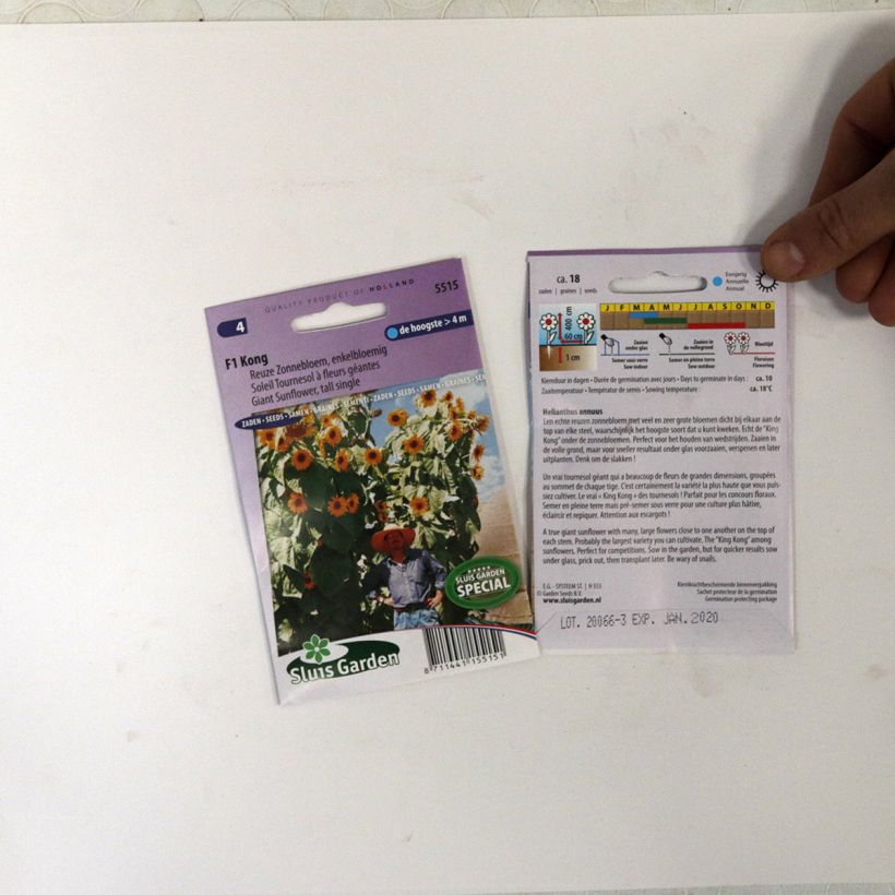 Ejemplo de ejemplar de Girasol Kong F1 saco de 18 semillas tal y como se entrega