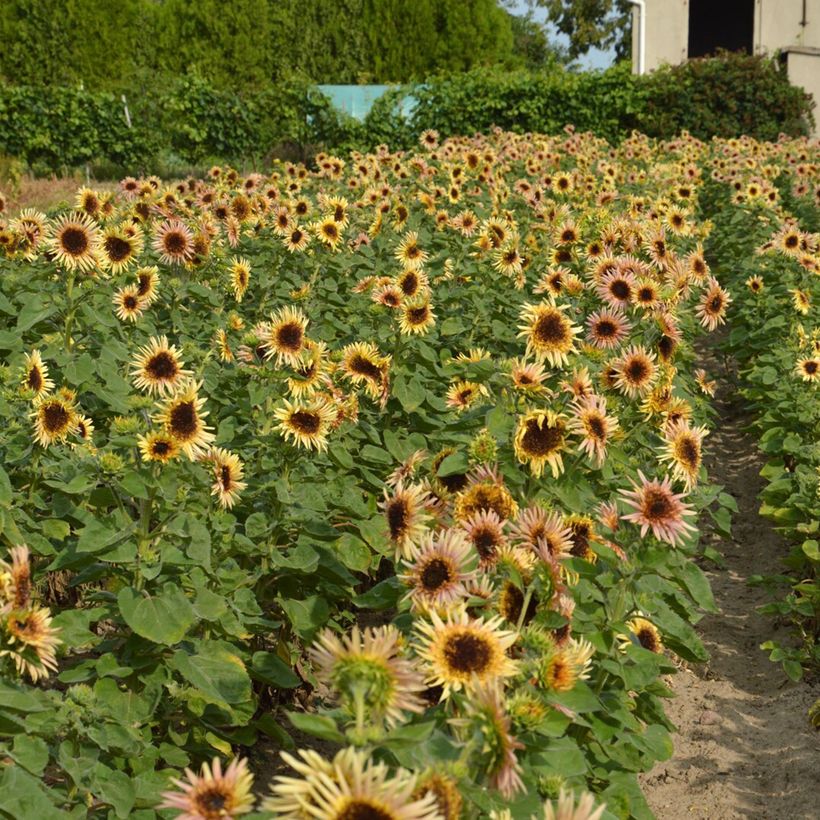 Girasol Astra Rose (semillas) (Porte)
