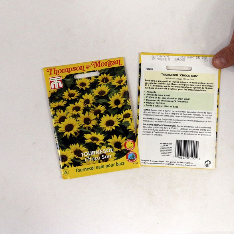 Ejemplo de ejemplar de Girasol Choco Sun saco de 0.2 gramos de semillas tal y como se entrega