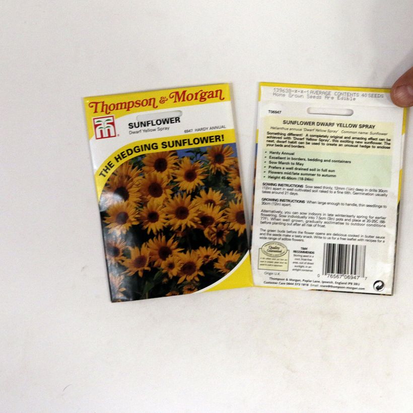 Ejemplo de ejemplar de Girasol Dwarf Yellow Spray saco de 40 semillas tal y como se entrega