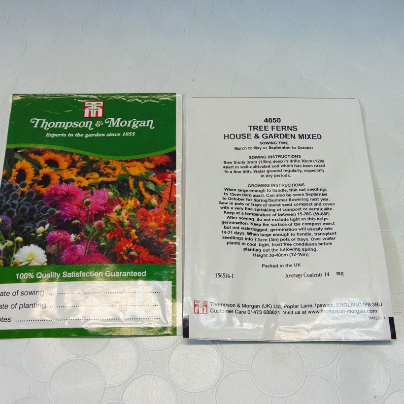 Ejemplo de ejemplar de Tree Fern House & Garden Mixed saco de 25 semillas tal y como se entrega