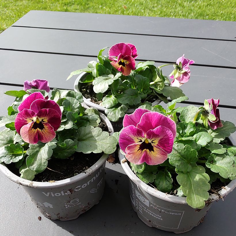 Viola cornuta Laeta Antique Shades - Violeta (Floración)