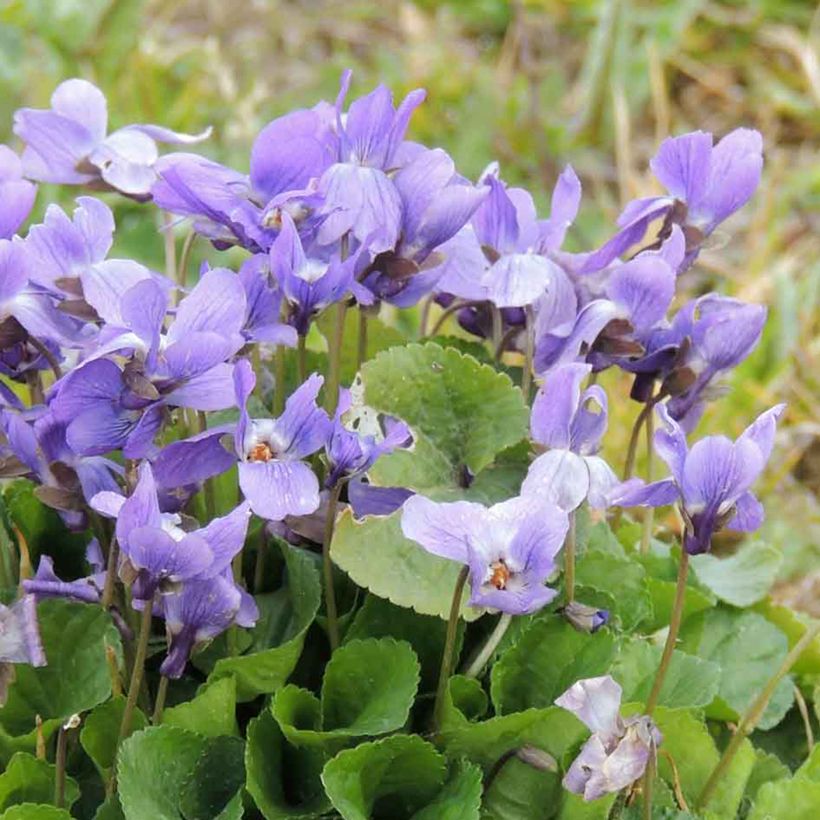Viola odorata (semillas) - Violeta (Floración)