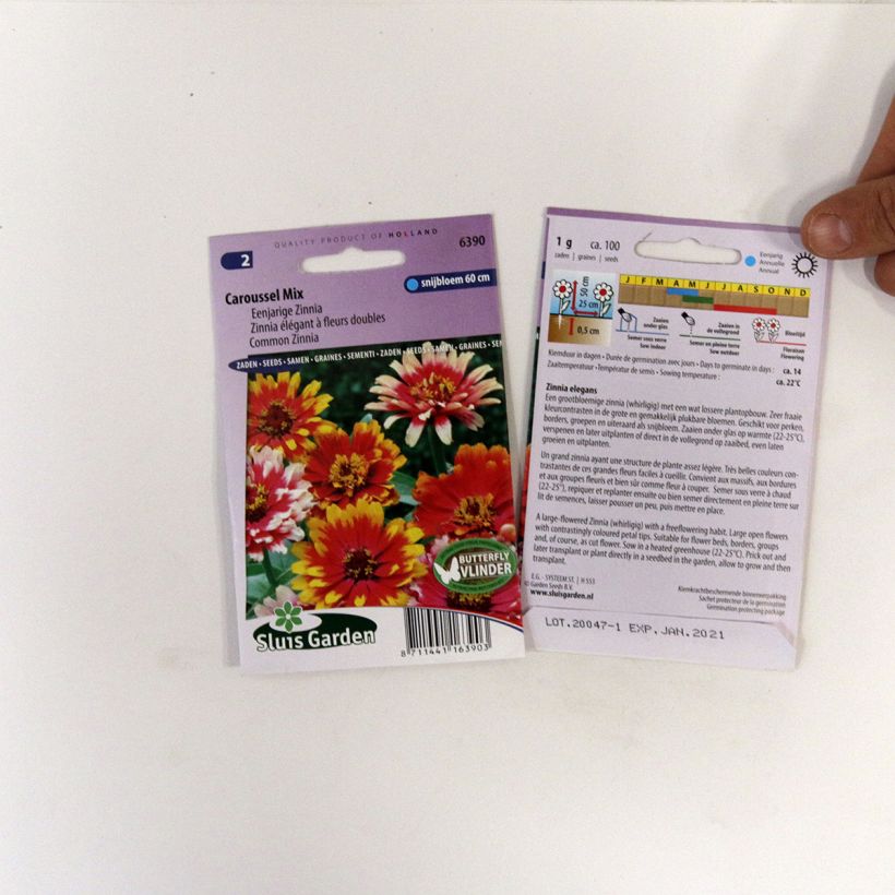 Ejemplo de ejemplar de Zinnia Carrousel Mix saco de 1 gramos de semillas tal y como se entrega