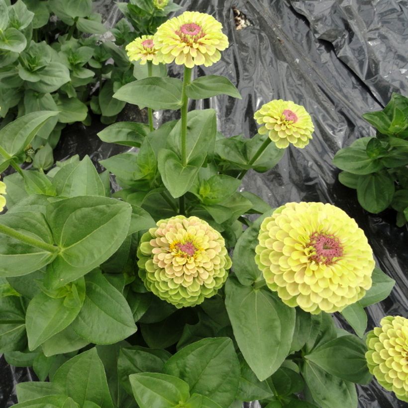Zinnia Queen Lime with Blotch (Porte)