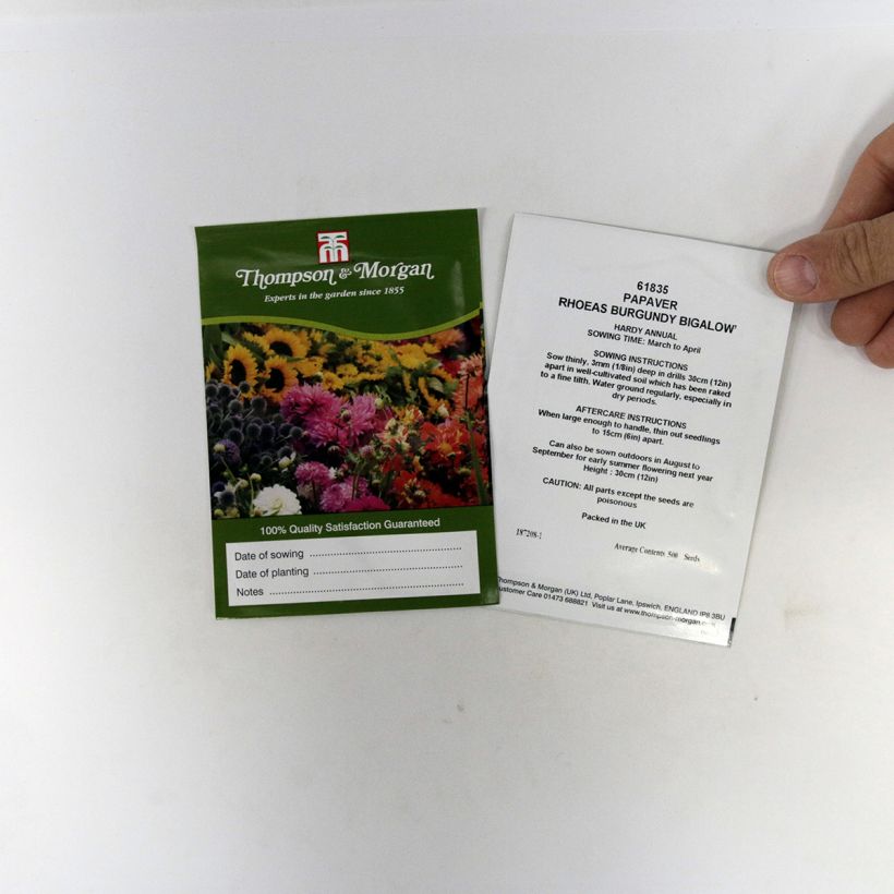 Ejemplo de ejemplar de Amapola común Burgundy Bigalow - Papaver rhoeas saco de 500 semillas tal y como se entrega