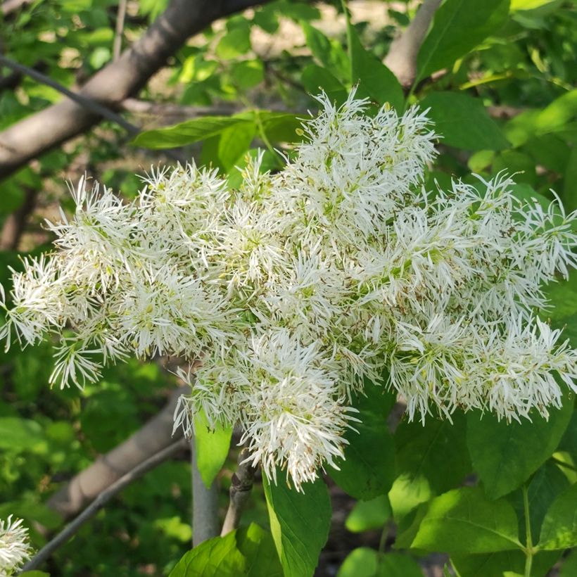 Semillas de Fresno de flor - Fraxinus ornus (Floración)