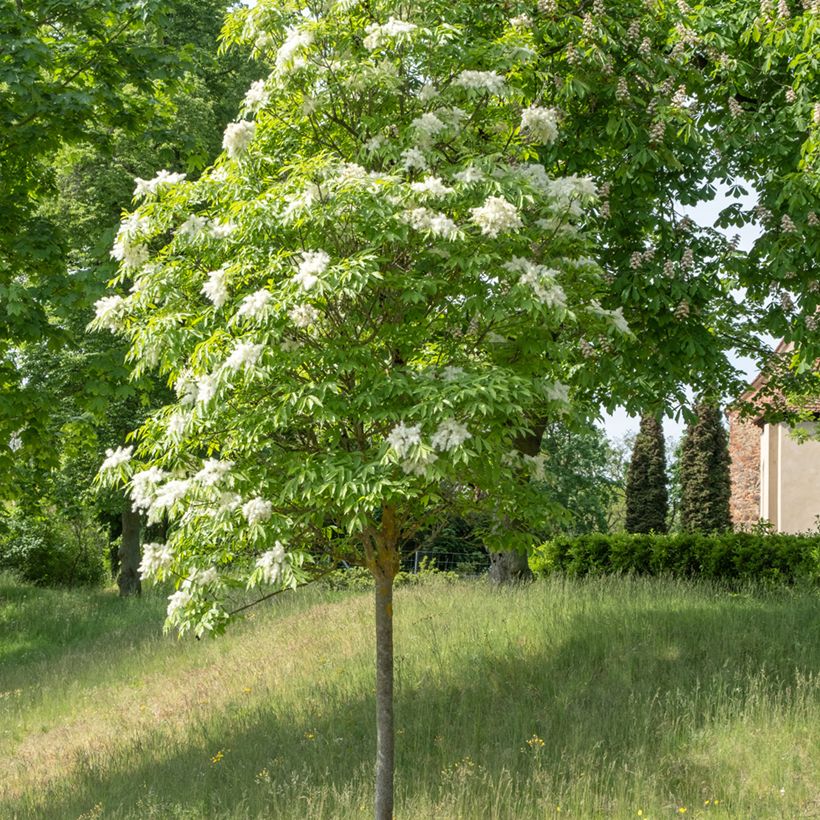 Semillas de Fresno de flor - Fraxinus ornus (Porte)