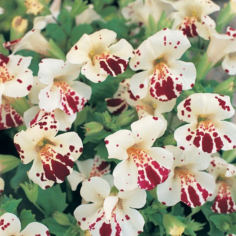 Mimulus Monkey Magic (Floración)