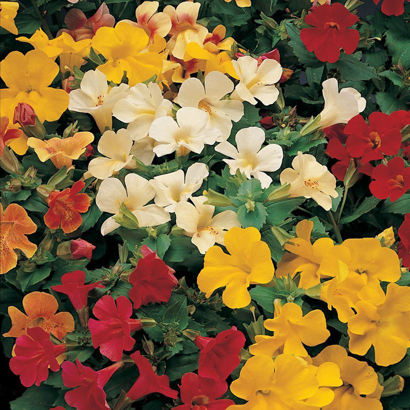 Mimulus Mystic Mixed (Floración)