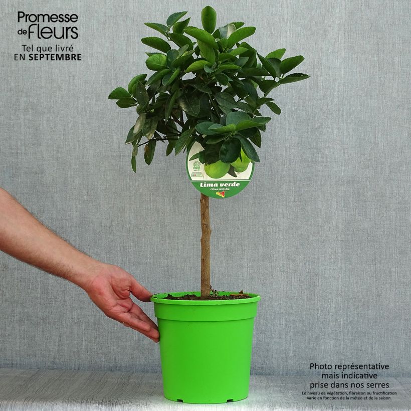 Ejemplar de Limón persa - Citrus latifolia Maceta 4L/5L, 1/4 talloAltura de entrega aprox. 40/50cm entregado en verano