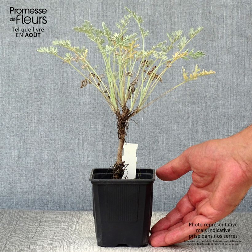 Ejemplar de Artemisia absinthium Lambrook Silver Maceta de 8/9 cm entregado en verano